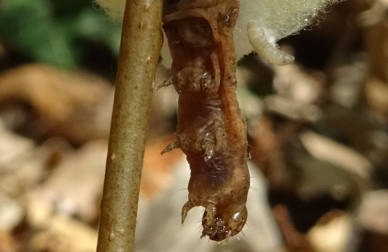 ? bruco e larva ?